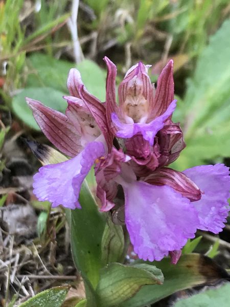 Annexe Papilionacea.jpg