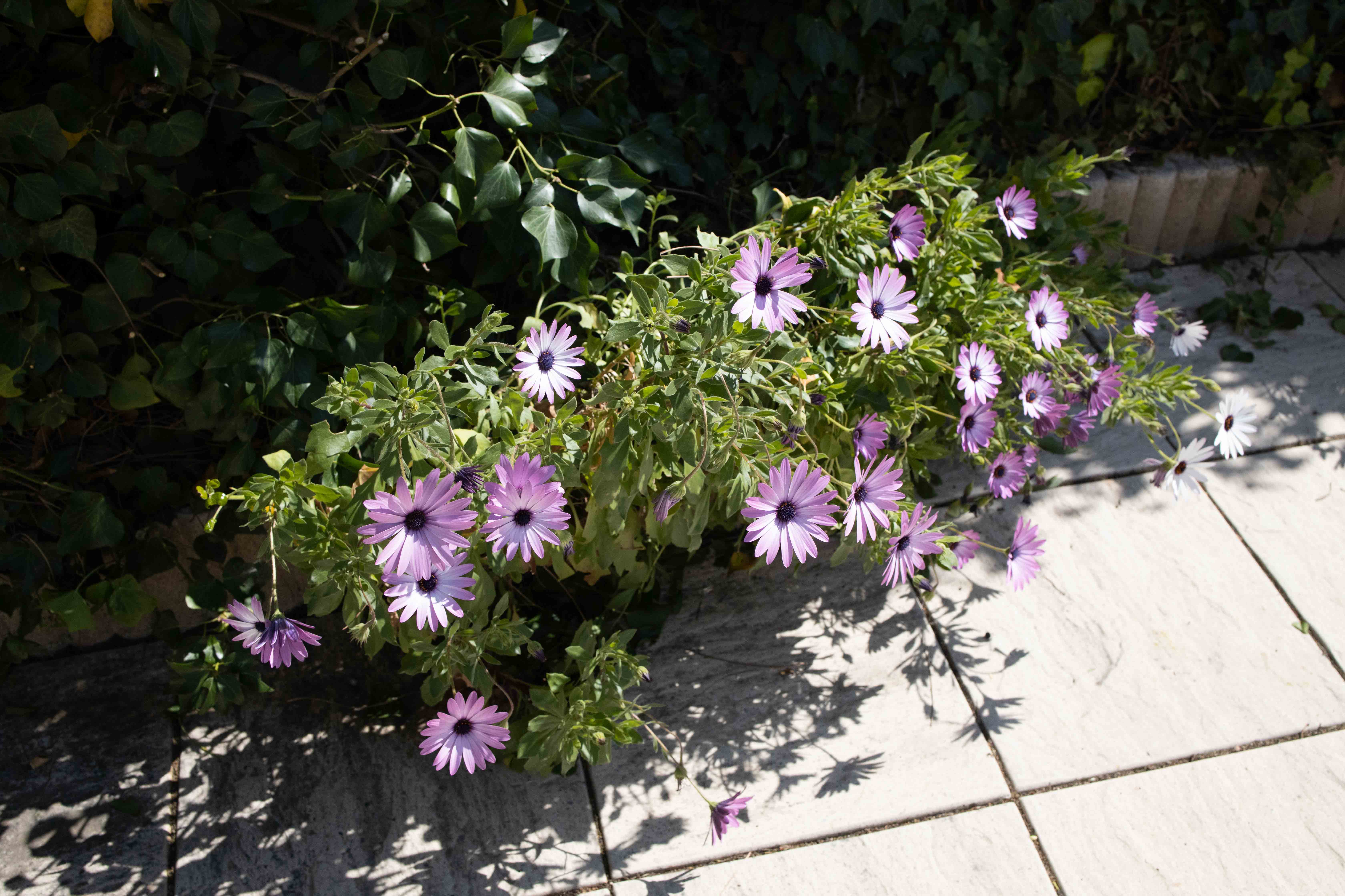 Annexe Osteospermum (1).jpg
