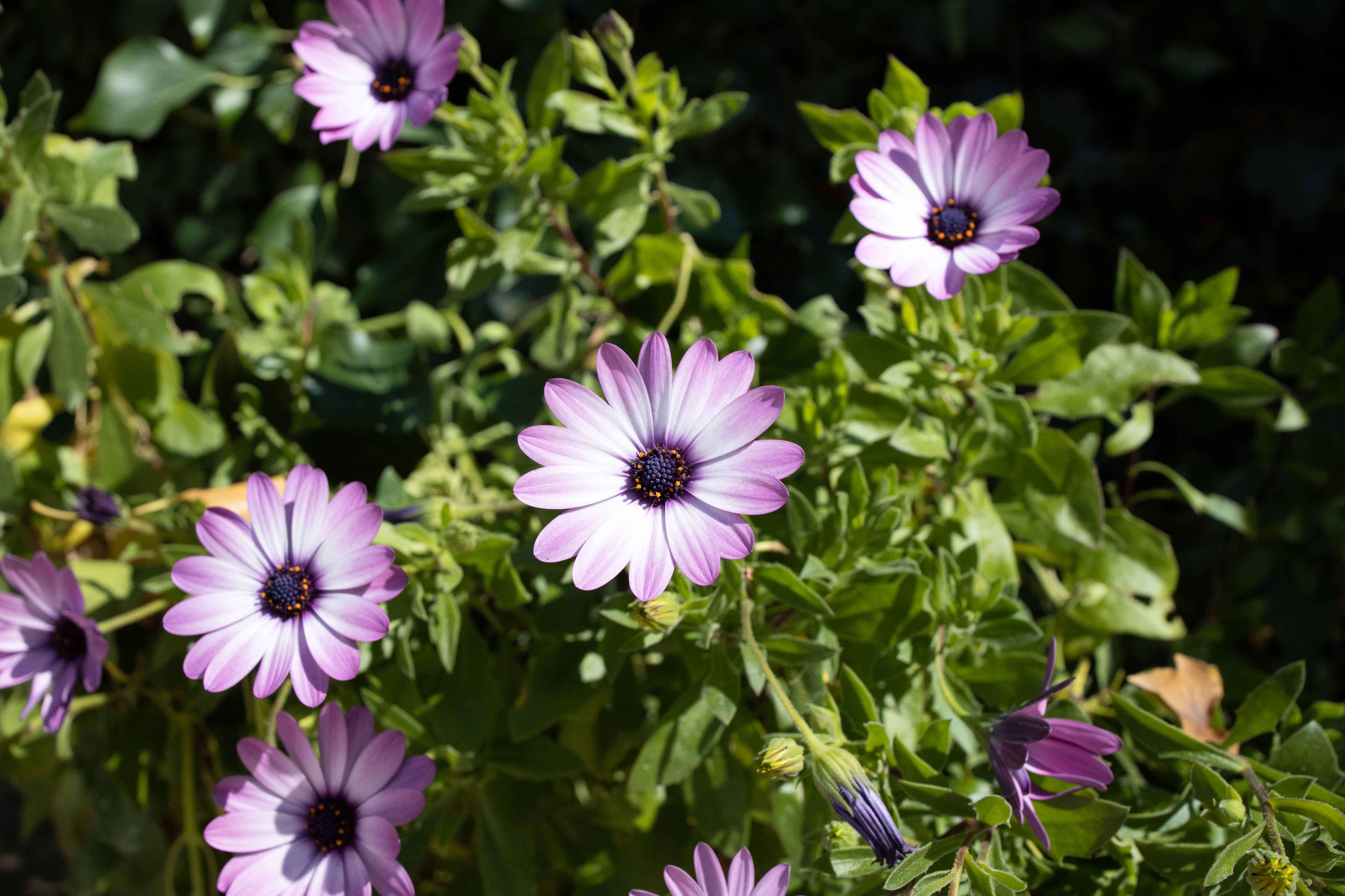Annexe Osteospermum (2).jpg