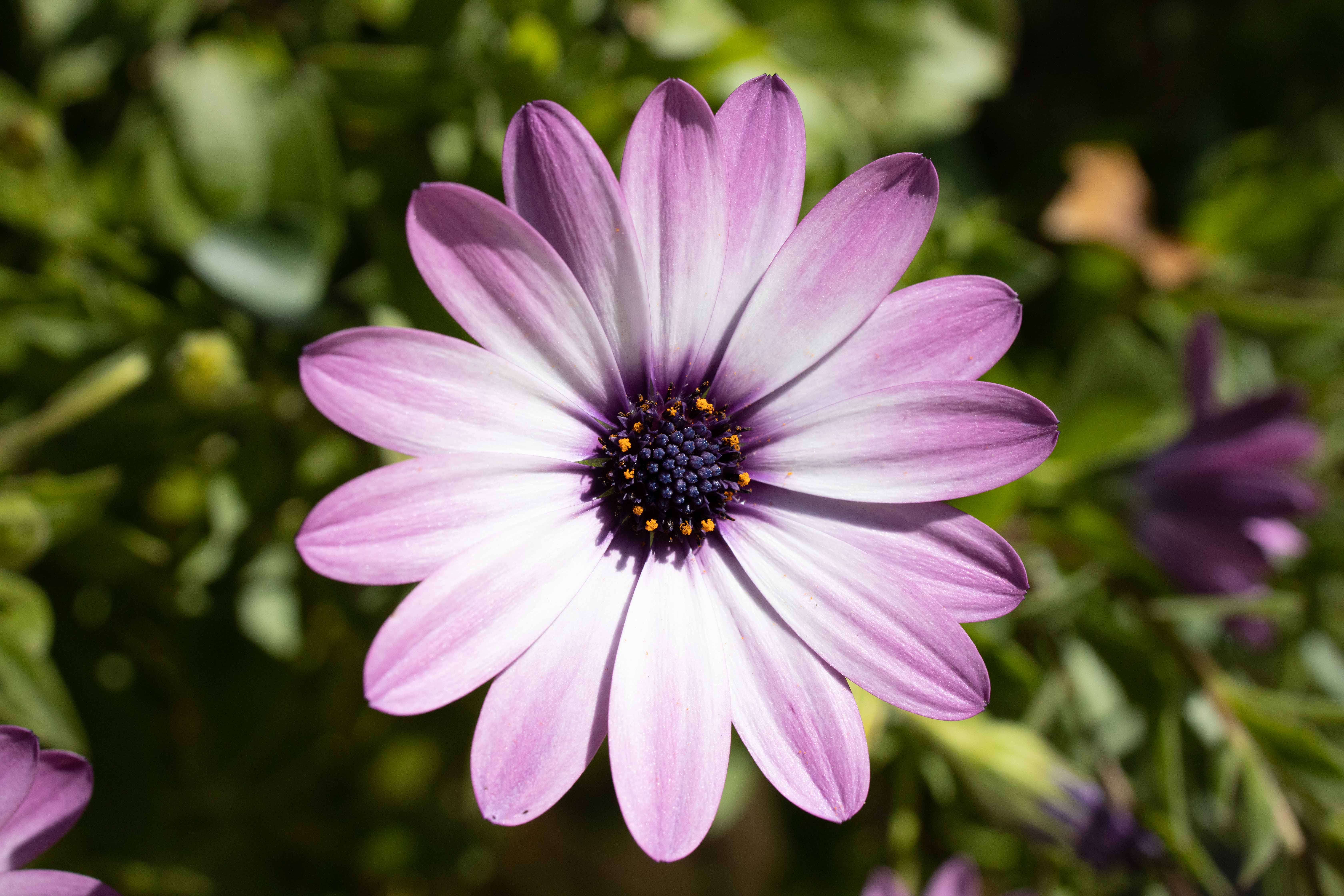 Annexe Osteospermum.jpg