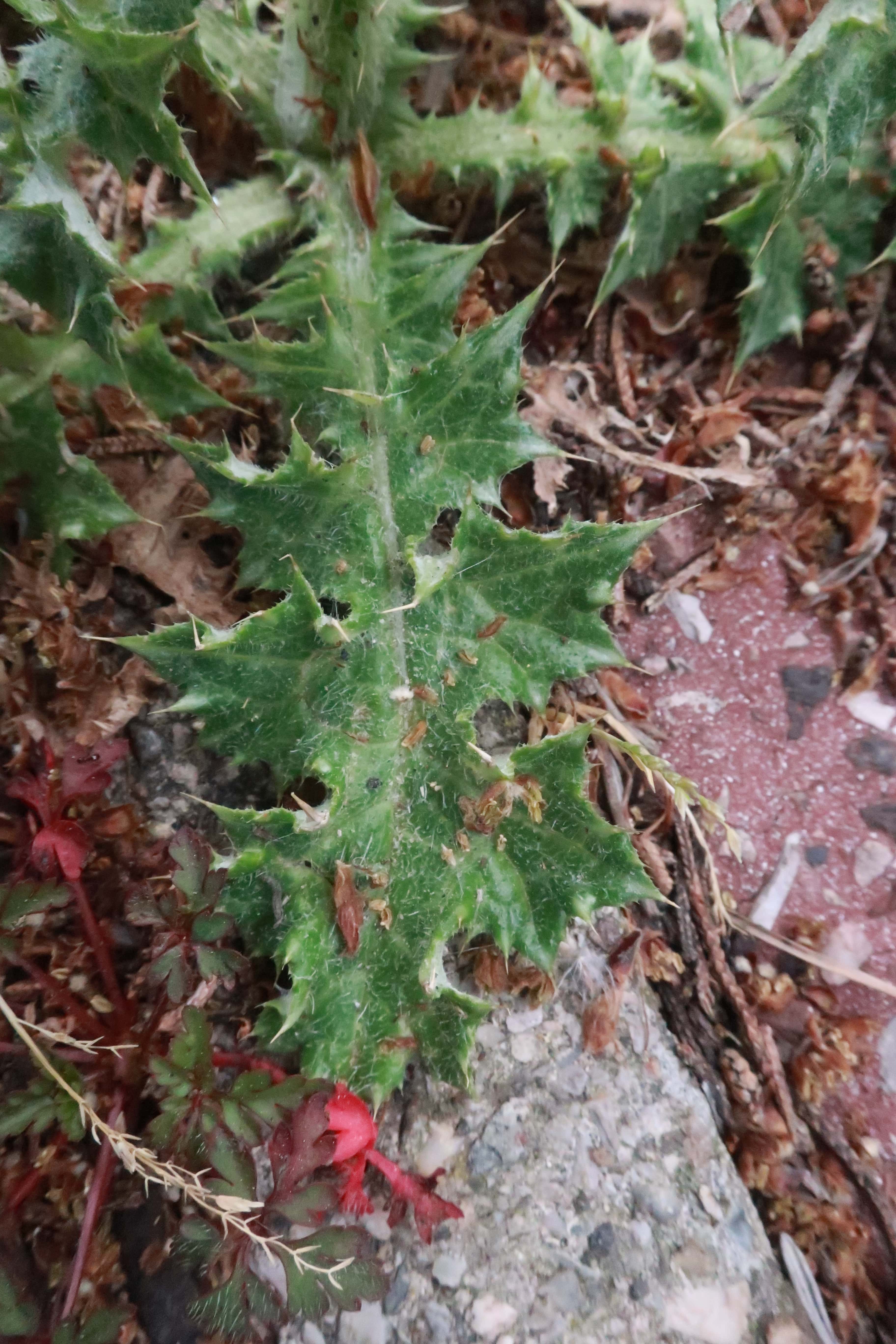 Annexe IMG_3086-min.JPG