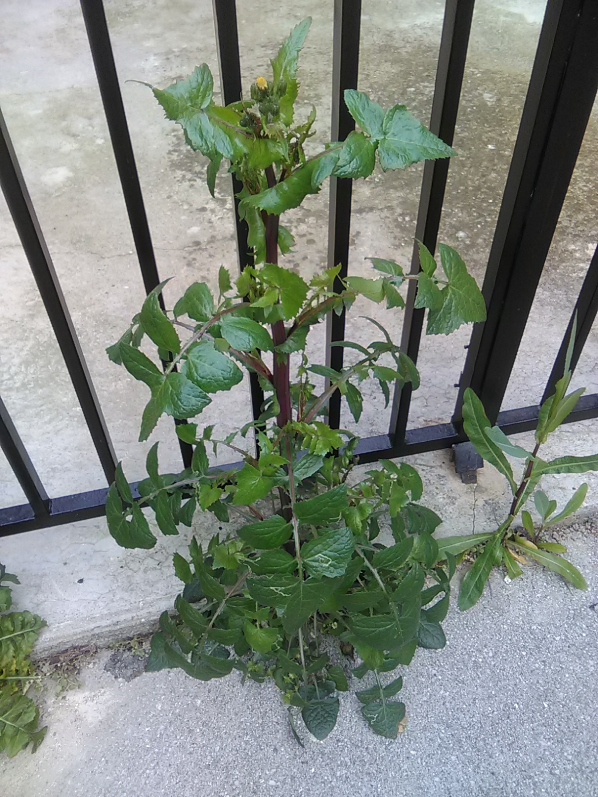 Annexe IMG_20200401_182443.jpg