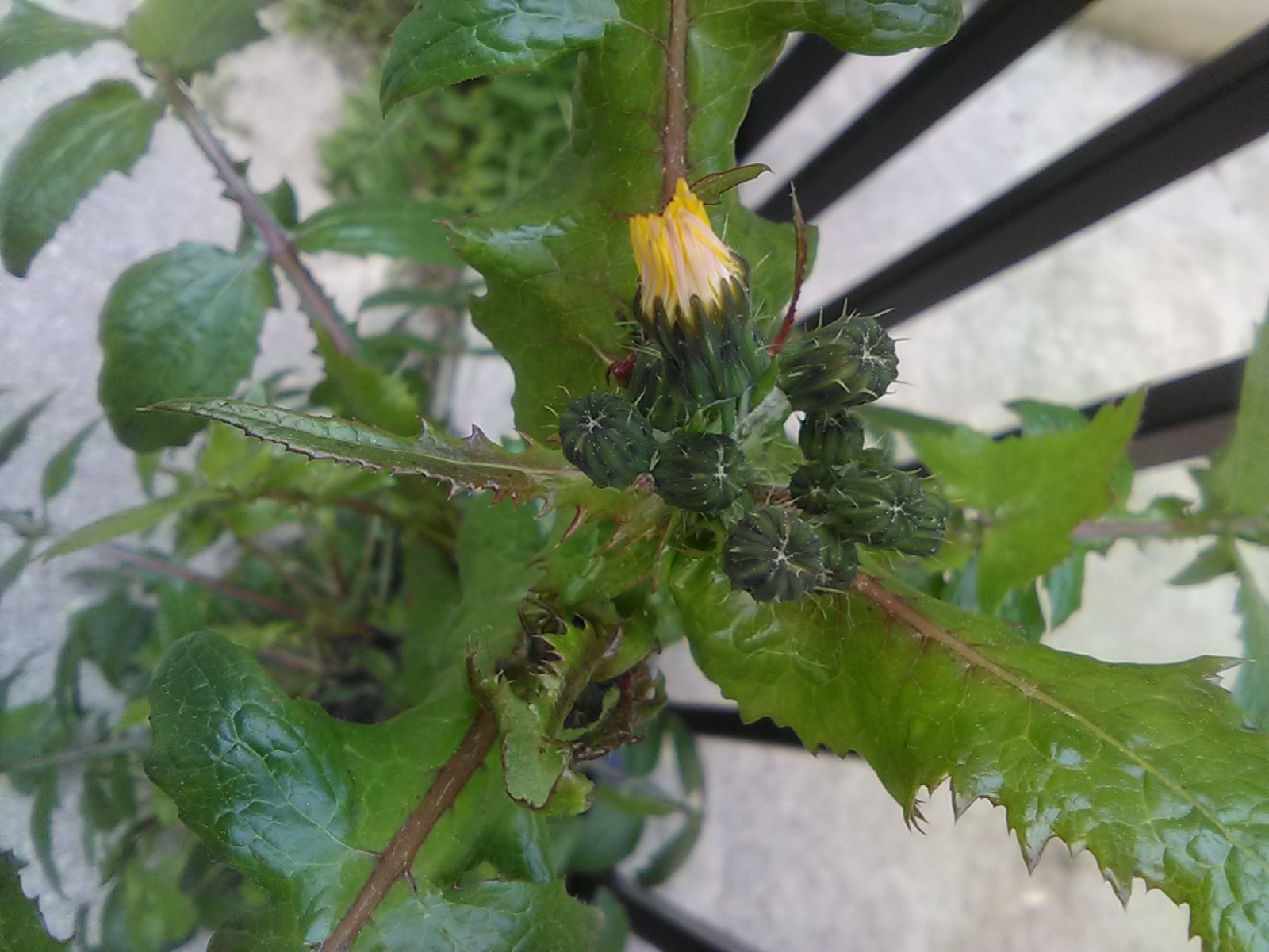 Annexe IMG_20200401_182458.jpg