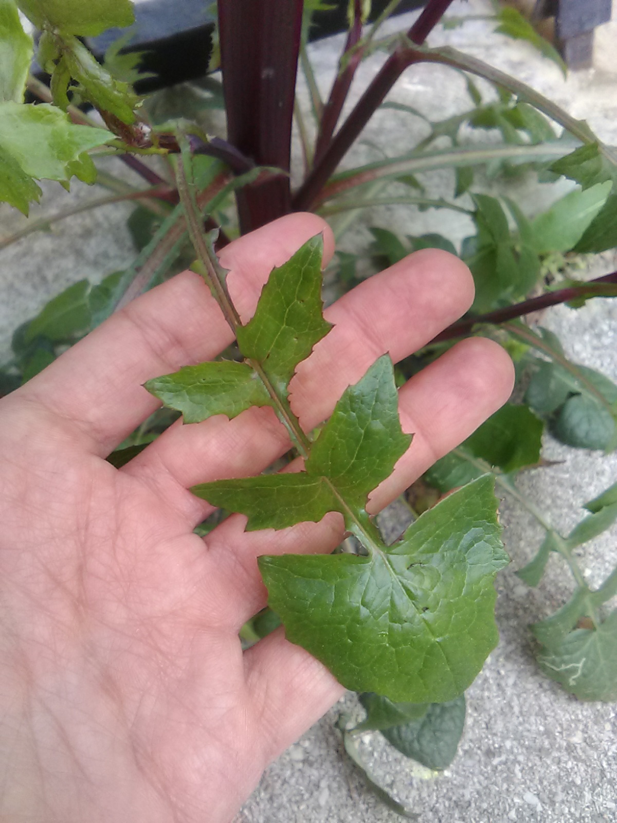 Annexe IMG_20200401_182507.jpg