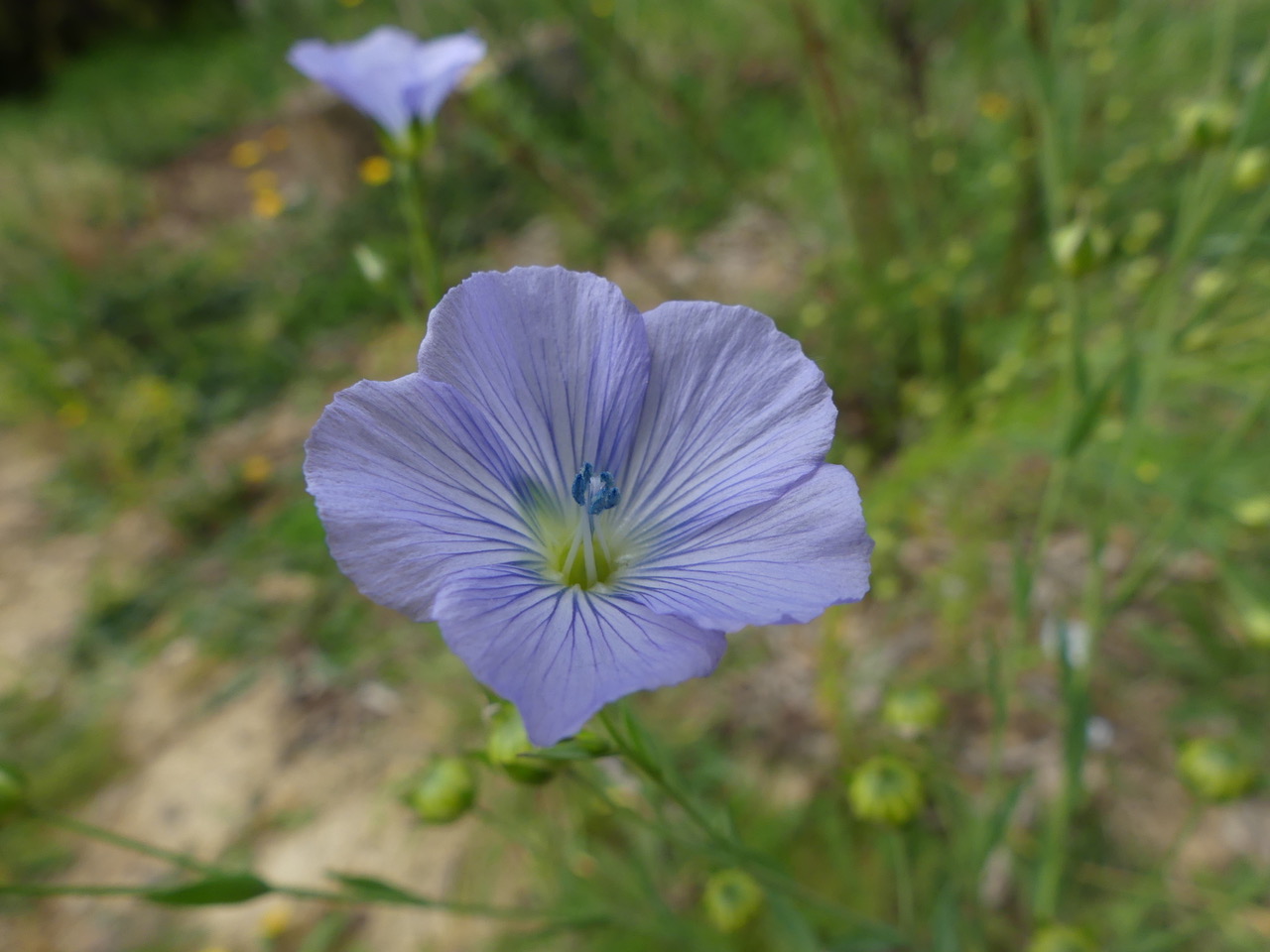 Annexe P1060829.jpeg