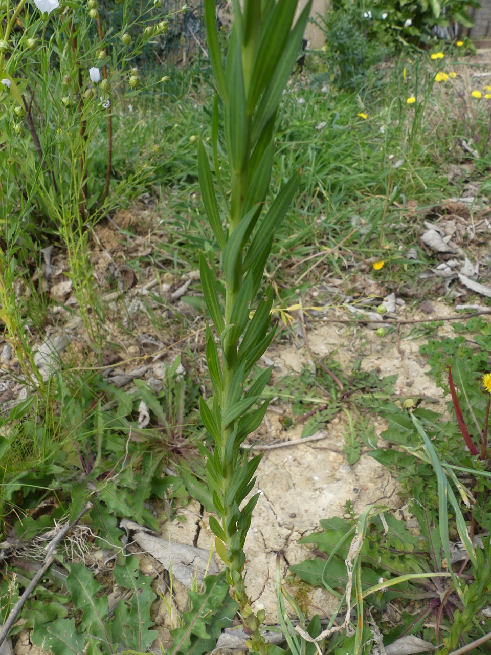 Annexe P1060842.jpeg