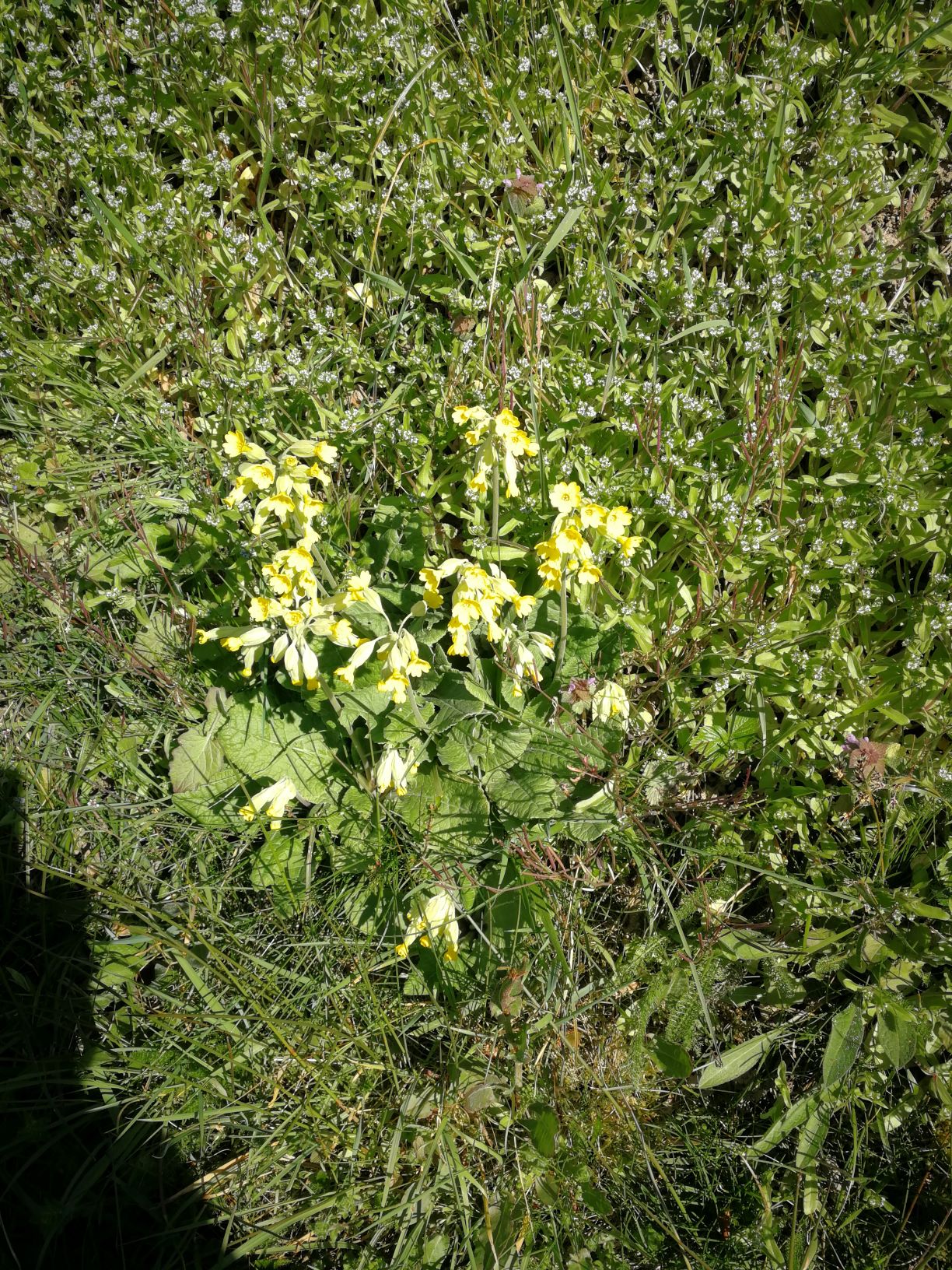 Annexe IMG_20200401_144552.jpg