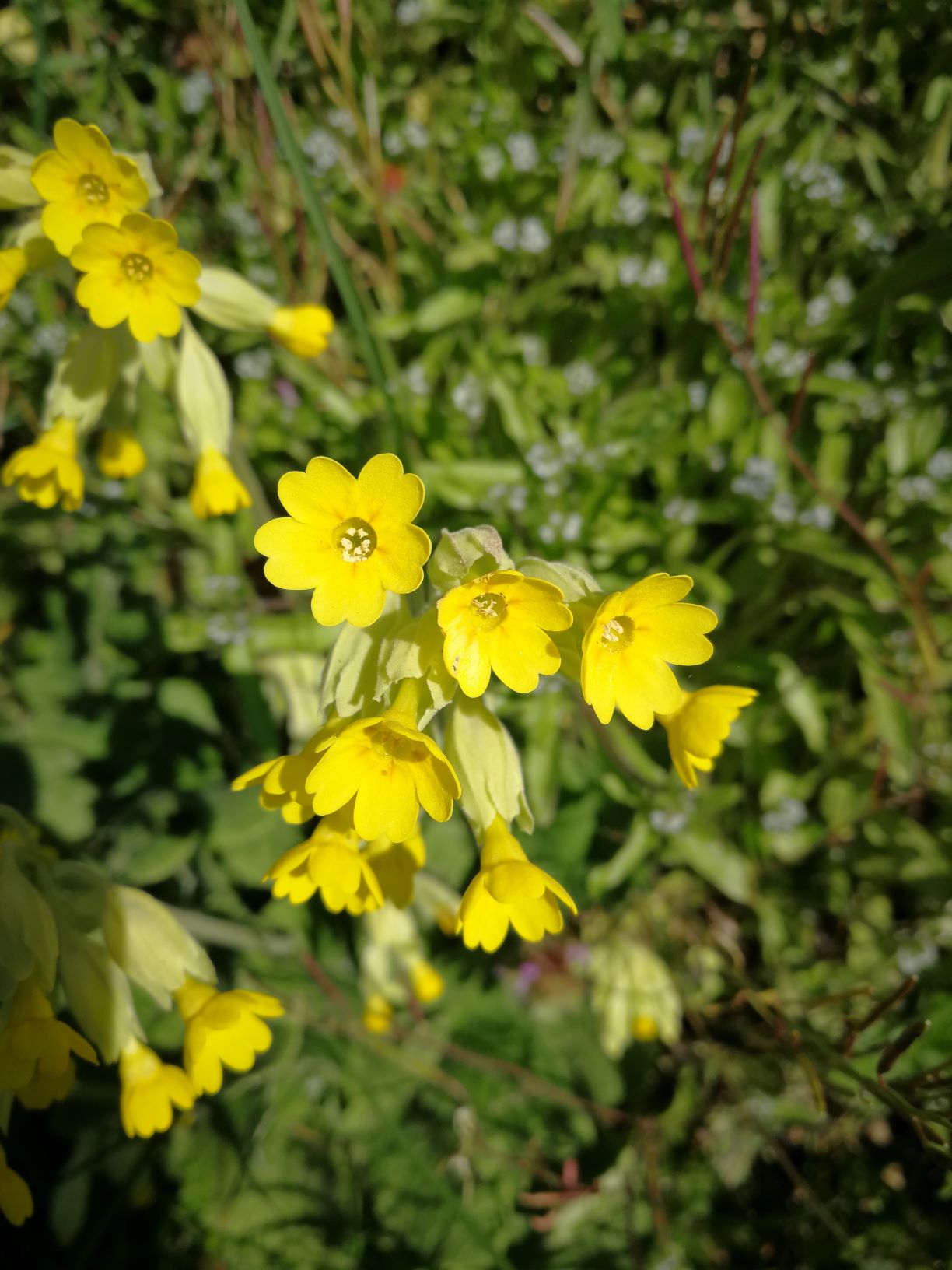 Annexe IMG_20200401_144603.jpg