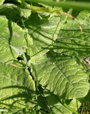 Annexe IMG_20200401_144620.jpg