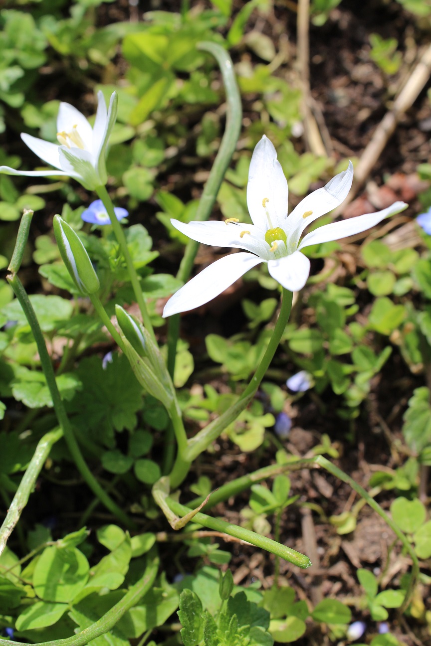 Annexe 4701_Anthericum sp_190320_redim.jpg