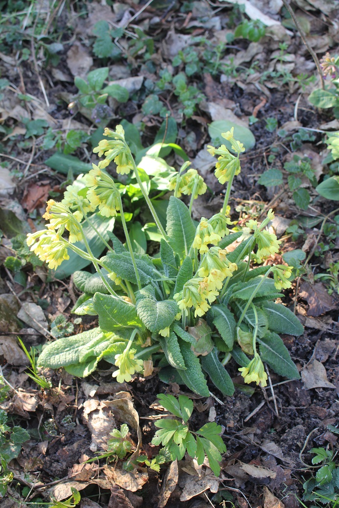 Annexe primevère - entier.jpg