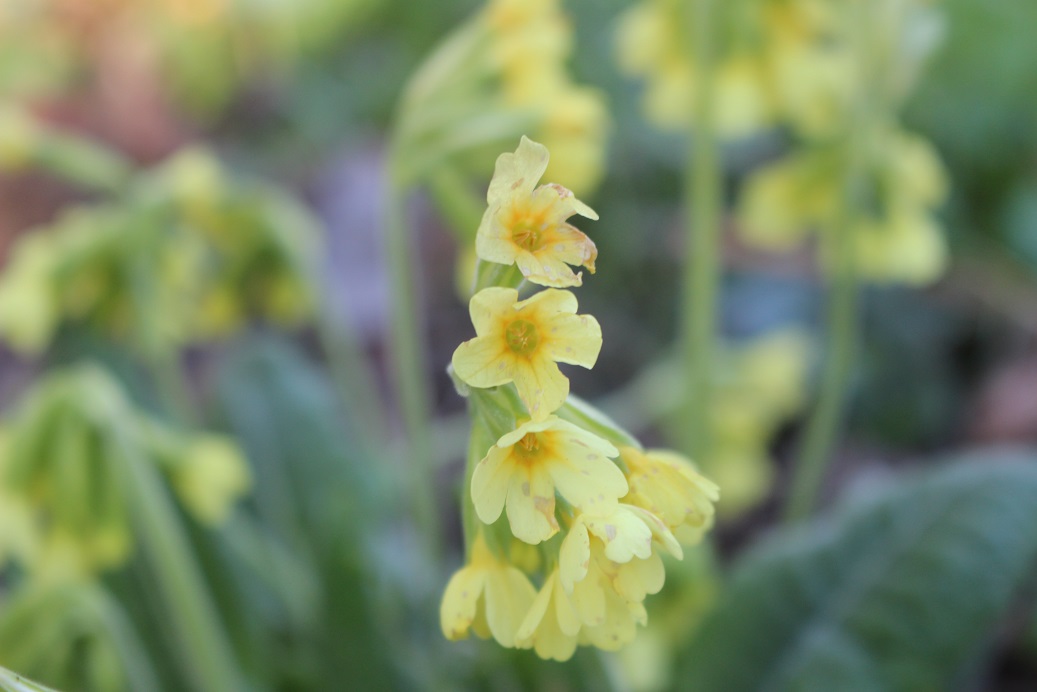 Annexe primevère -fleurs.jpg