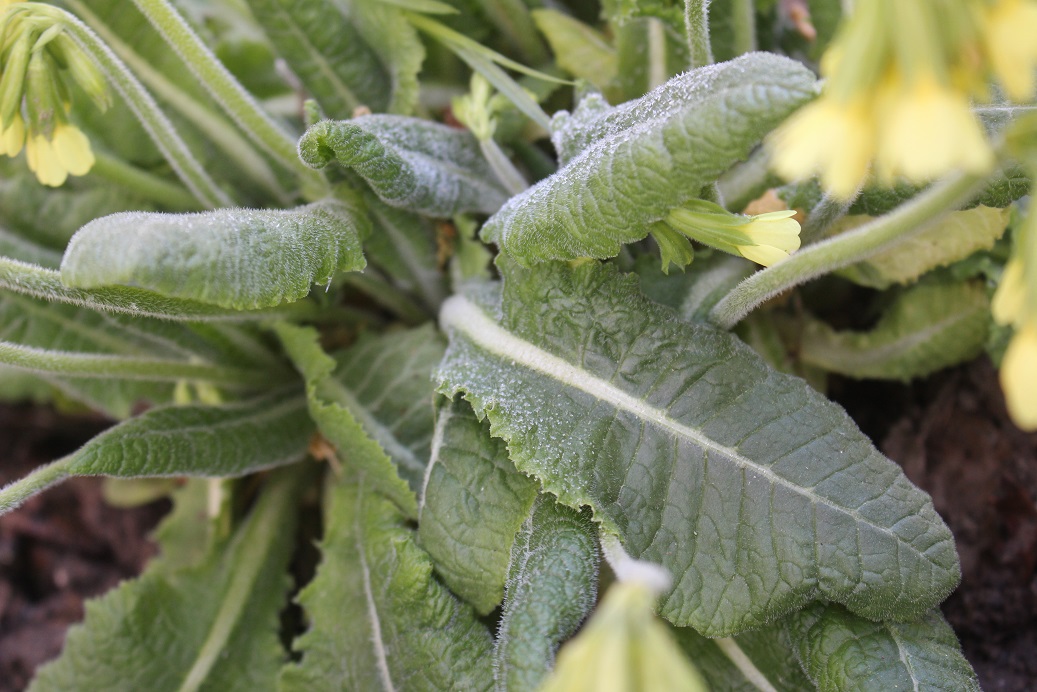 Annexe primevère-rosette.jpg