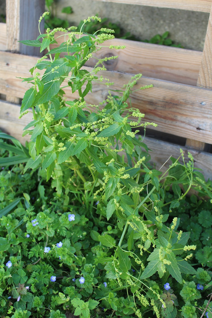 Annexe 4708_Mercuriale annuelle - Mercurialis annua_190320_redim.jpg