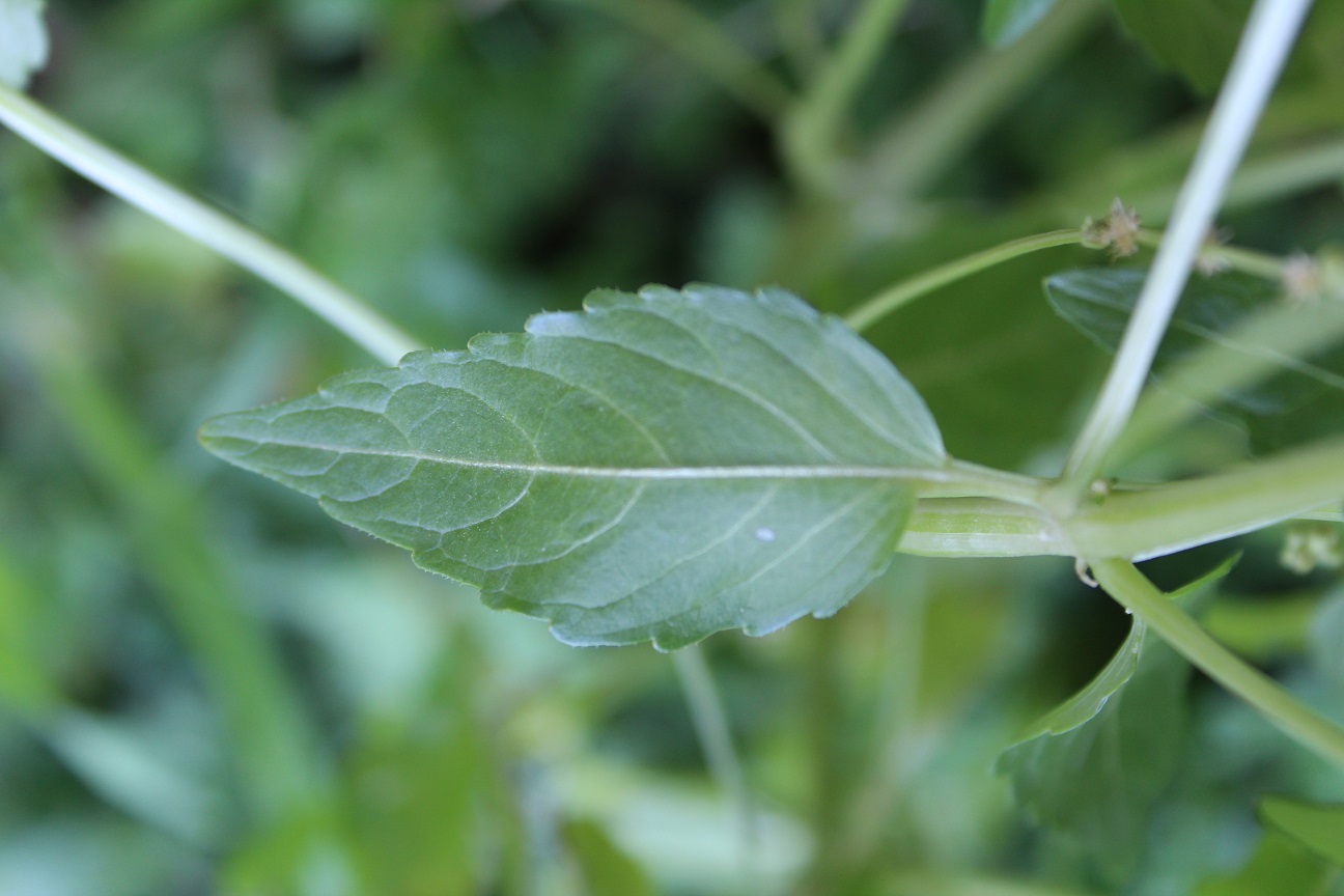 Annexe 4738_Mercuriale annuelle - Mercurialis annua _020420_redim.jpg