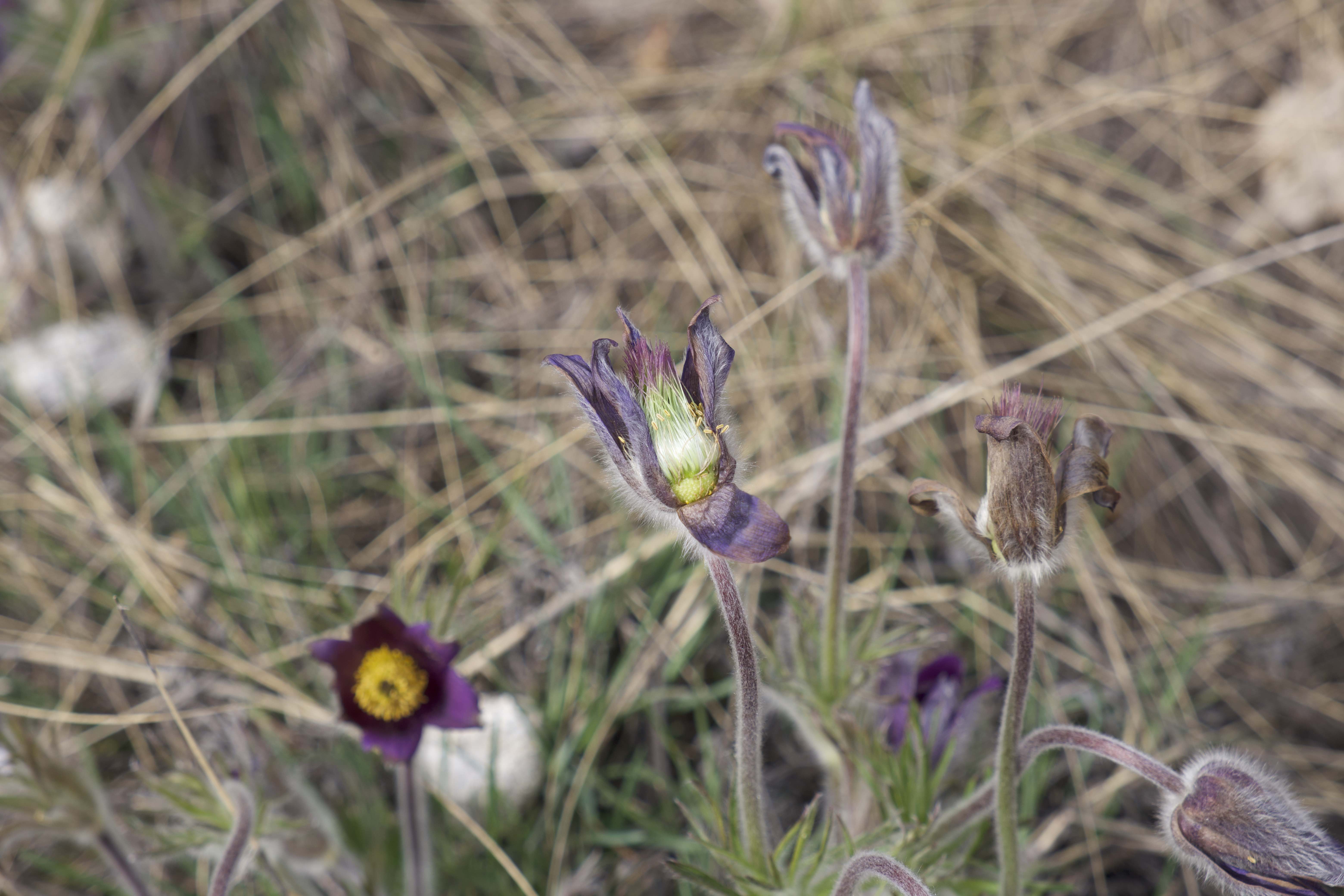 Annexe Pulsatille.jpg