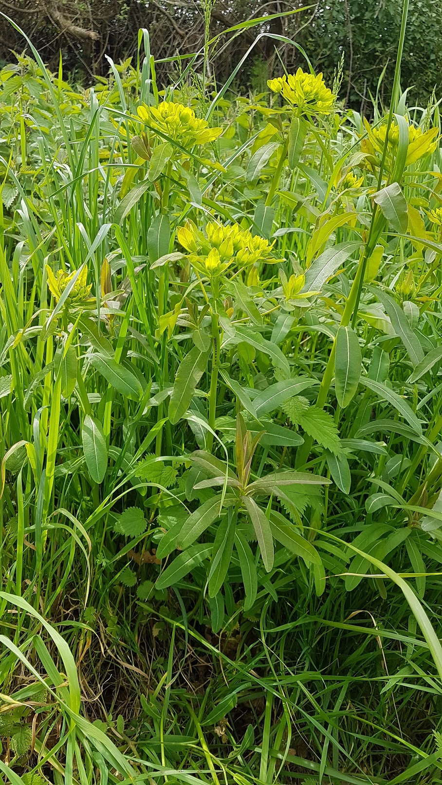 Annexe 20200401_161150.jpg