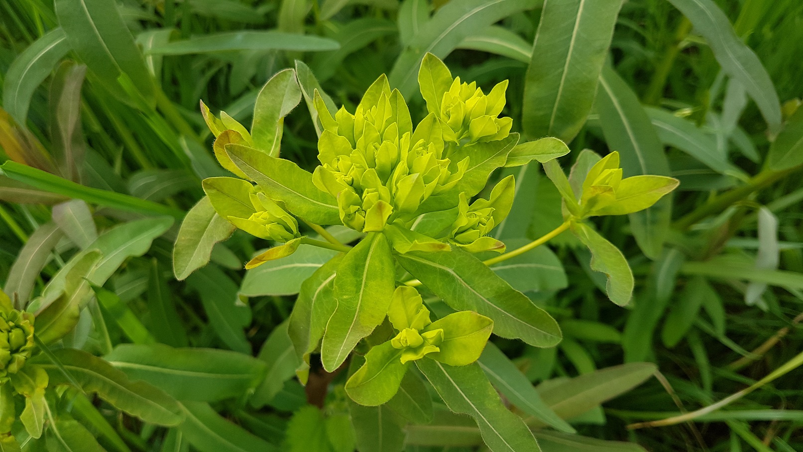 Annexe 20200401_161218.jpg