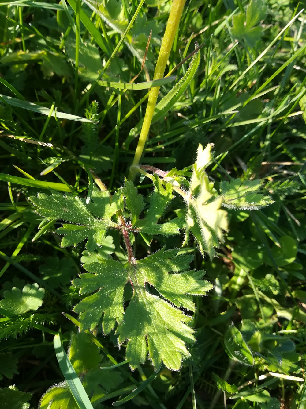 Annexe bouton-or-feuille.jpg