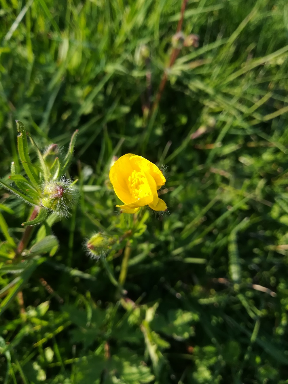 Annexe bouton-or-fleur.jpg