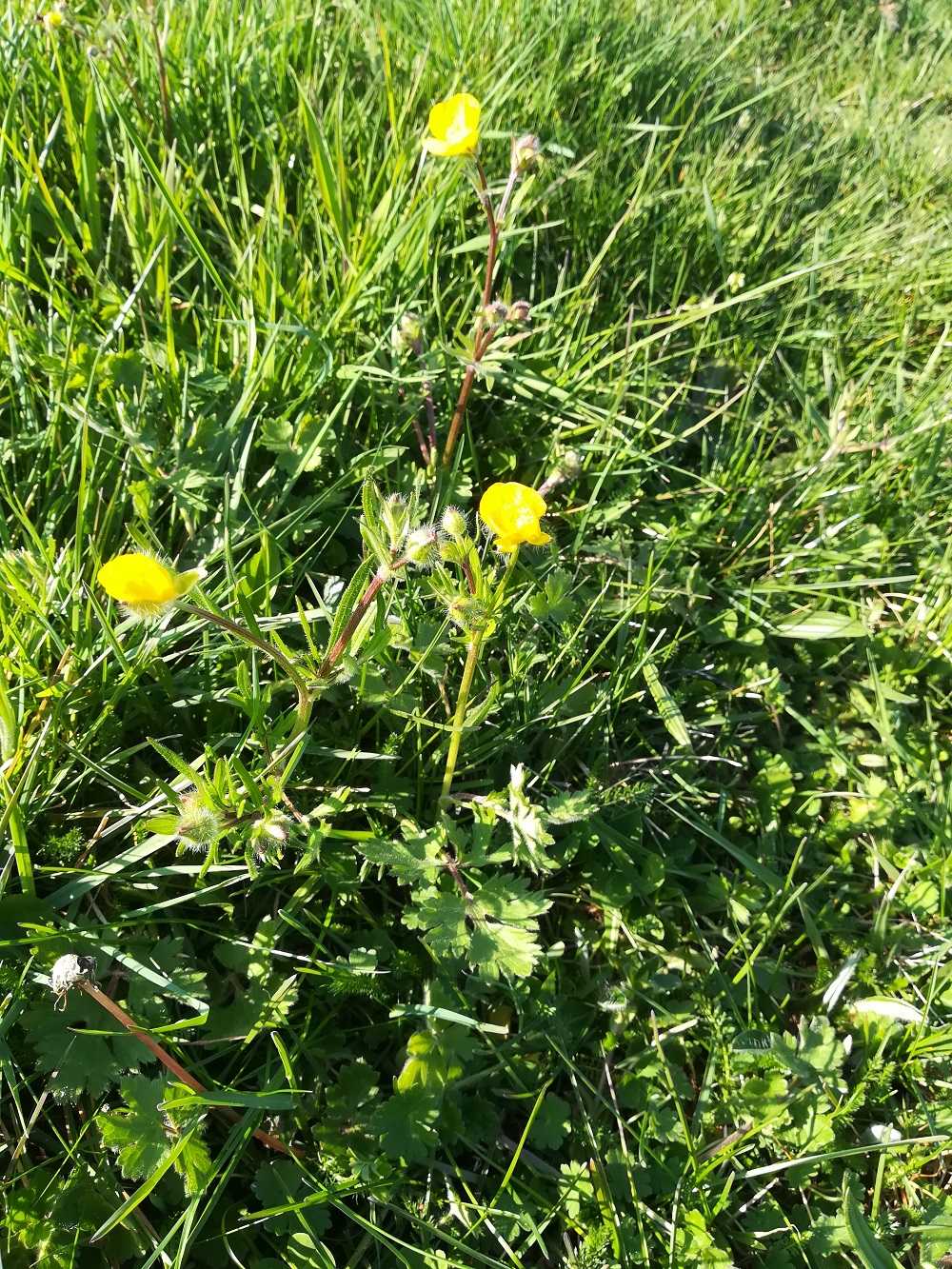 Annexe bouton-or-situation.jpg