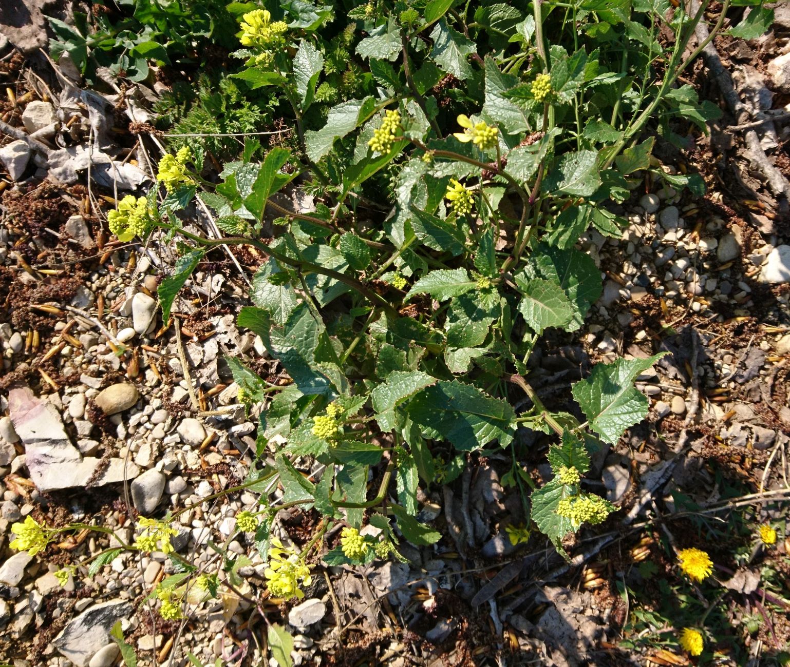 Annexe DSC_1327 3.jpg