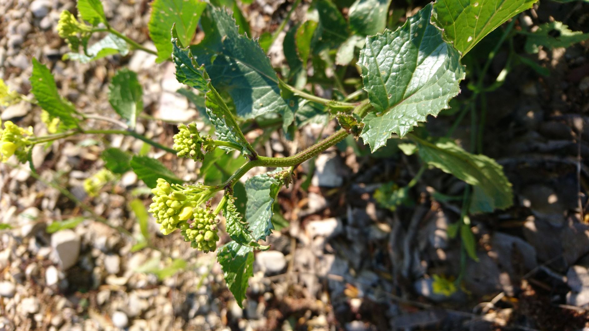 Annexe DSC_1331 2.JPG