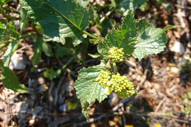 Annexe DSC_1333 3.jpg