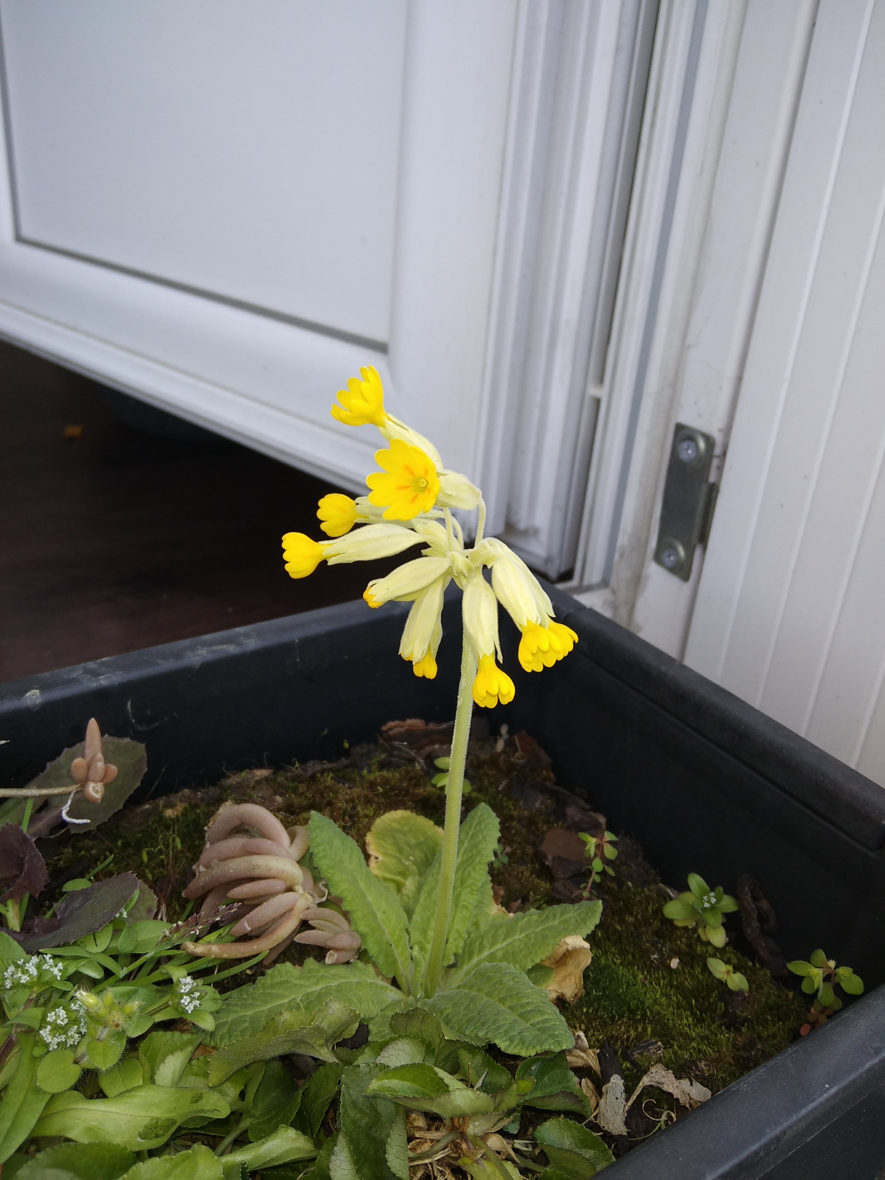 Annexe primevère.jpg