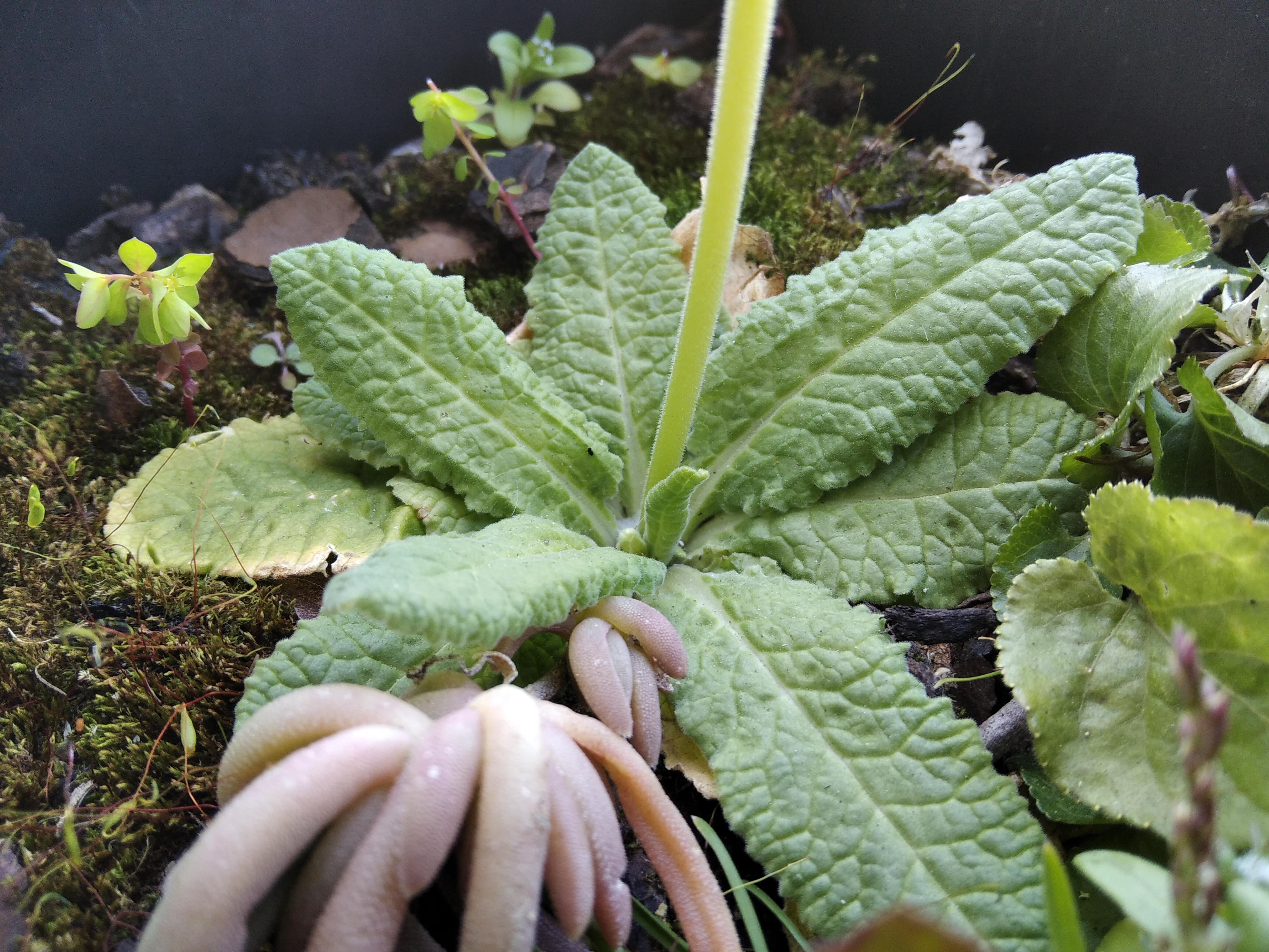 Annexe primevère_2.jpg