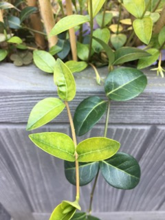 Annexe IMG_4618.jpeg