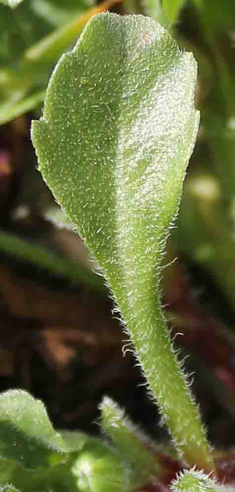 Annexe Feuille MOOC.jpg