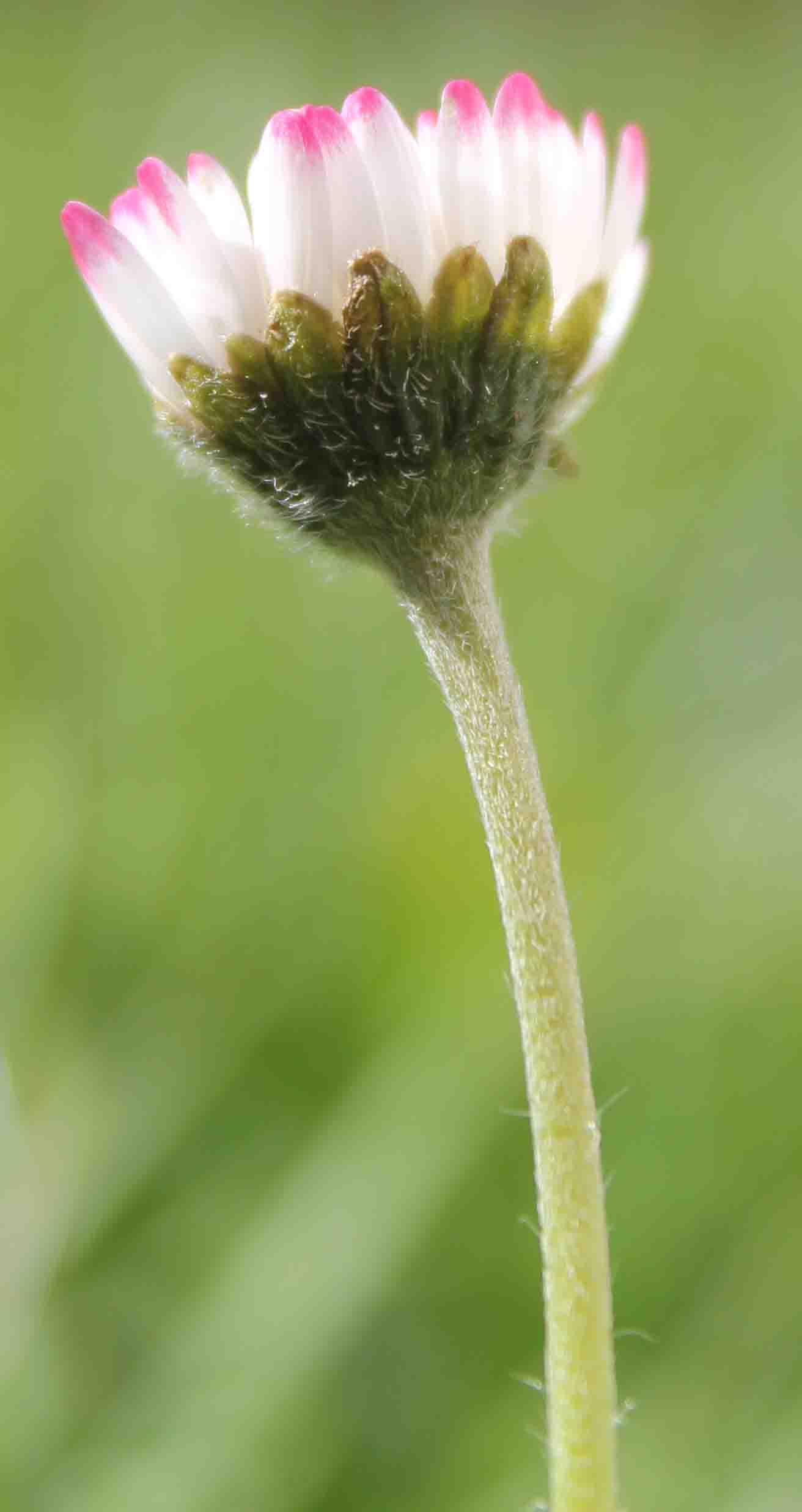 Annexe Inflorescence MOOC.jpg