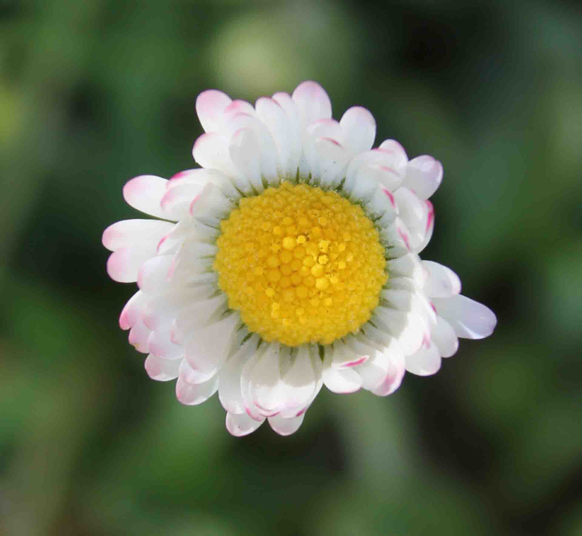 Annexe Paquerette haut MOOC.jpg