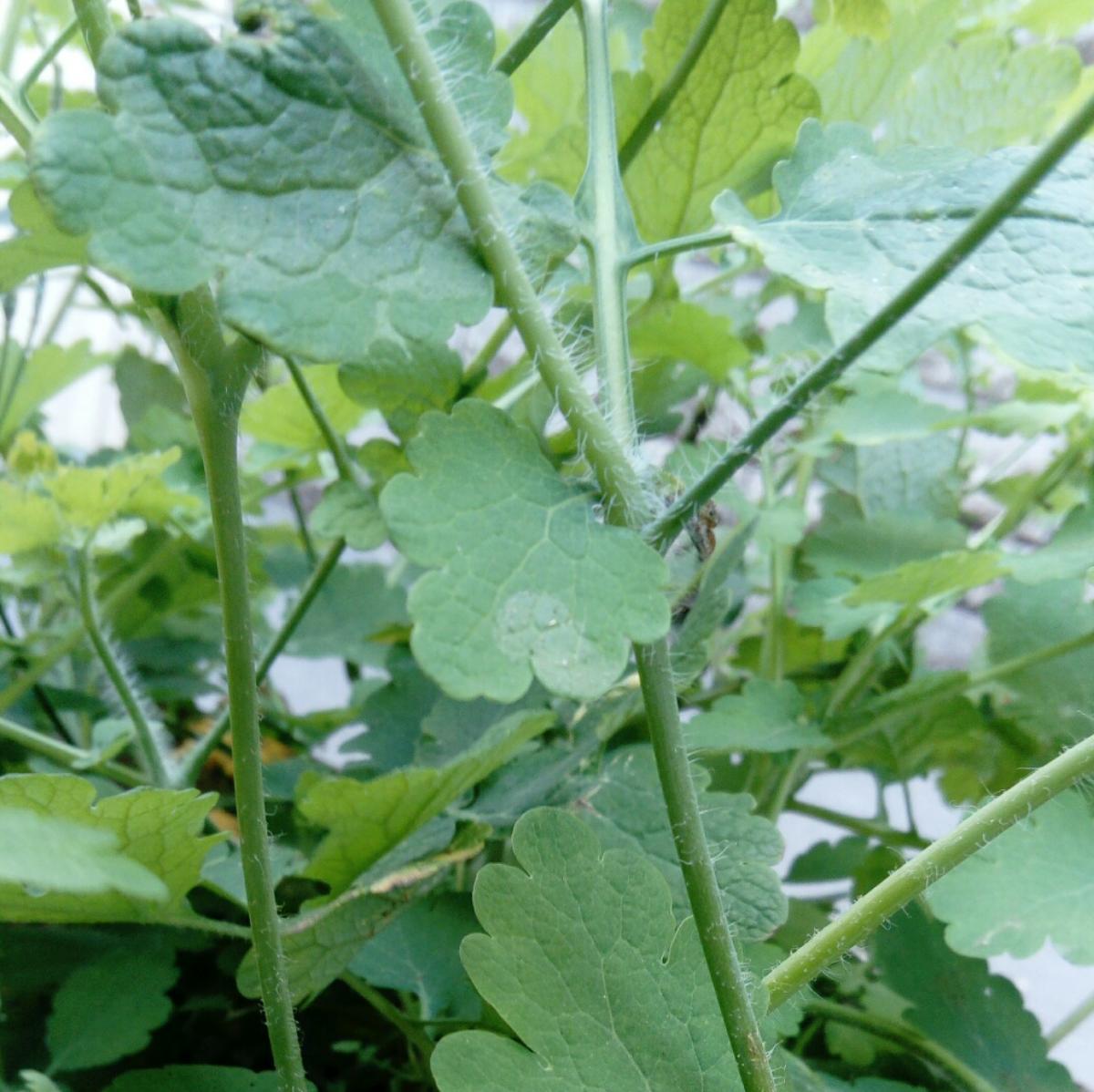 Annexe botanique1.JPG