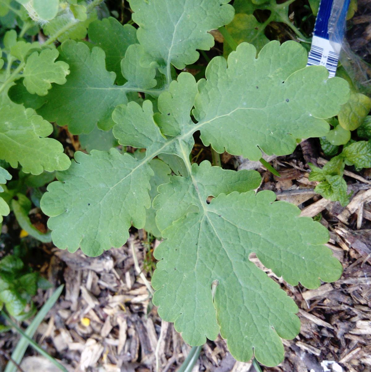 Annexe botanique2.JPG