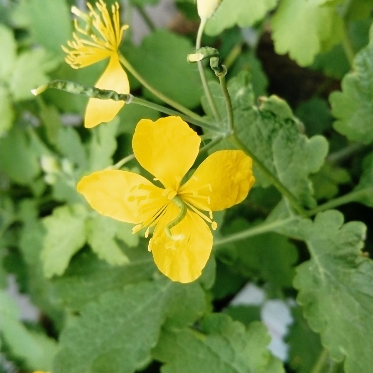 Annexe botanique3.JPG