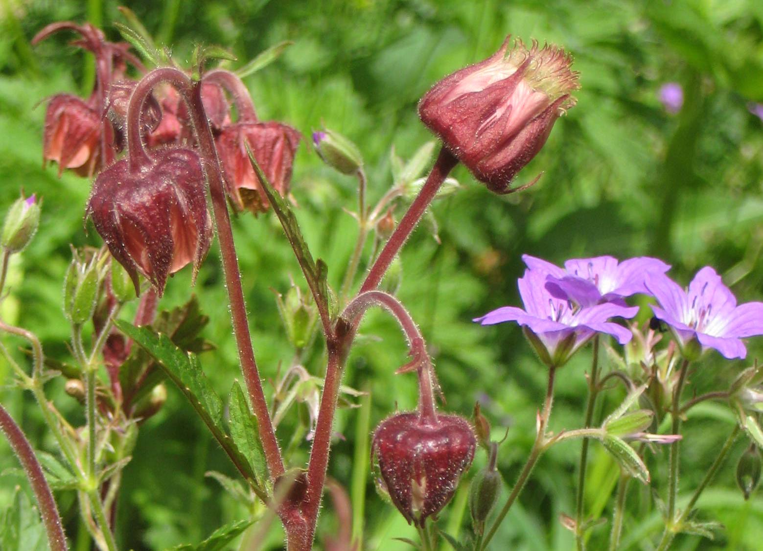 Annexe benoites à Névache.jpg