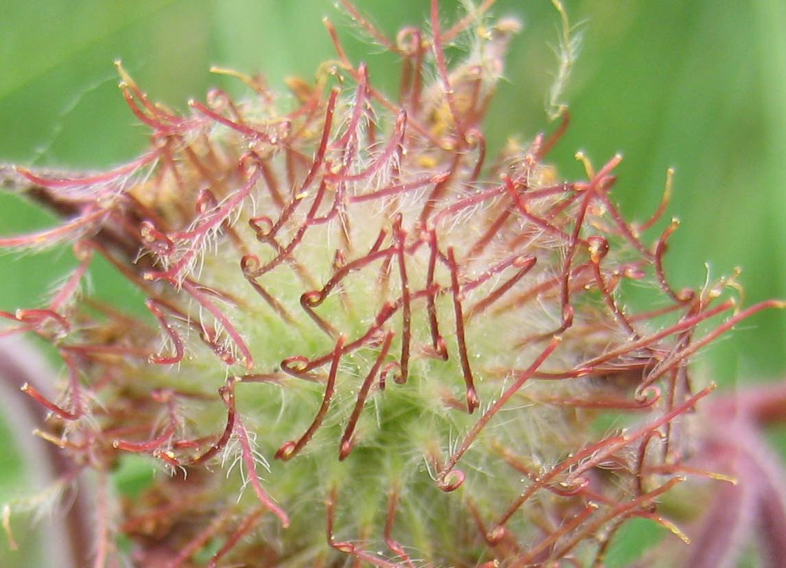Annexe fruit benoite de près.jpg