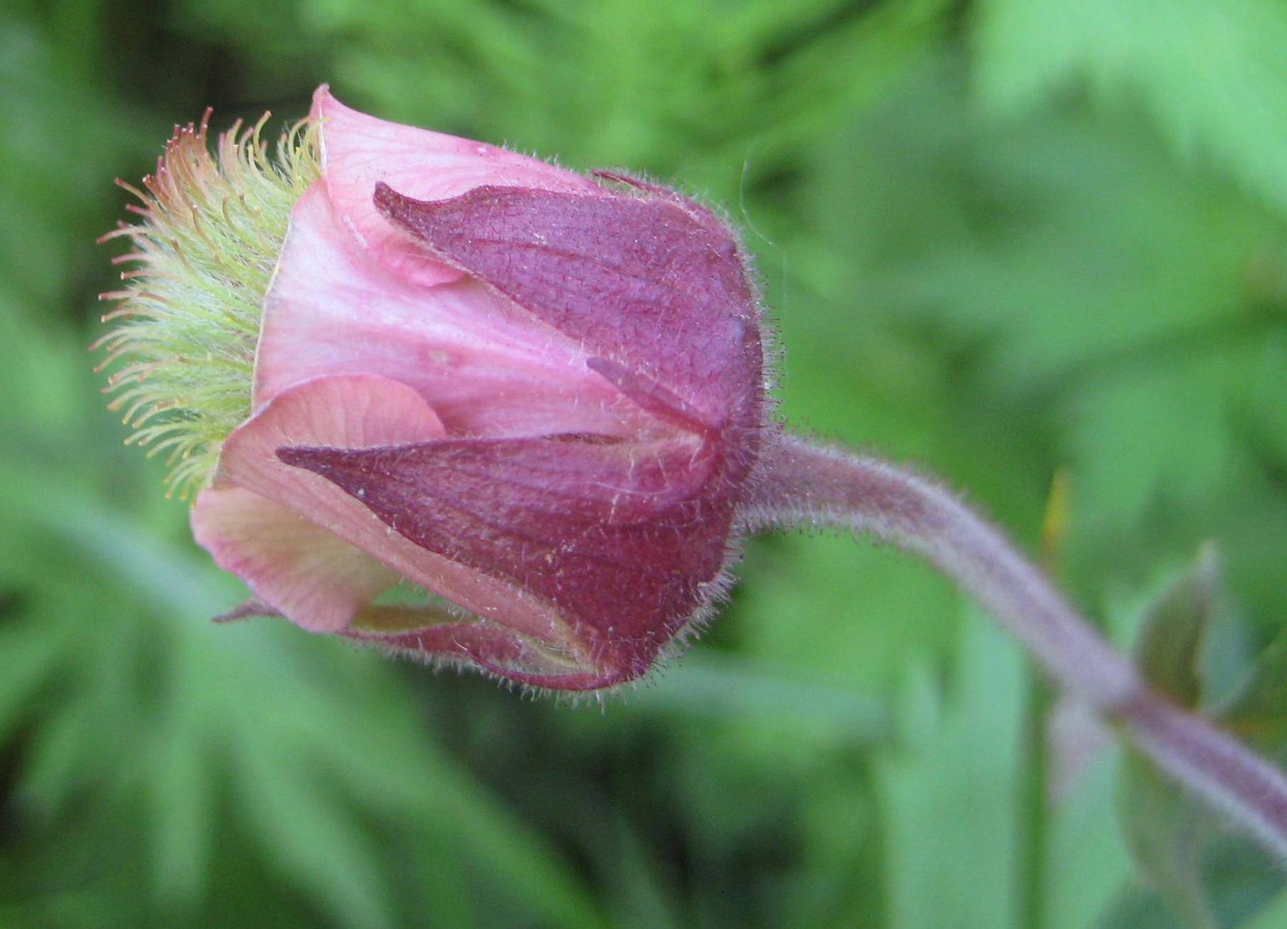 Annexe ma benoite adorée.jpg