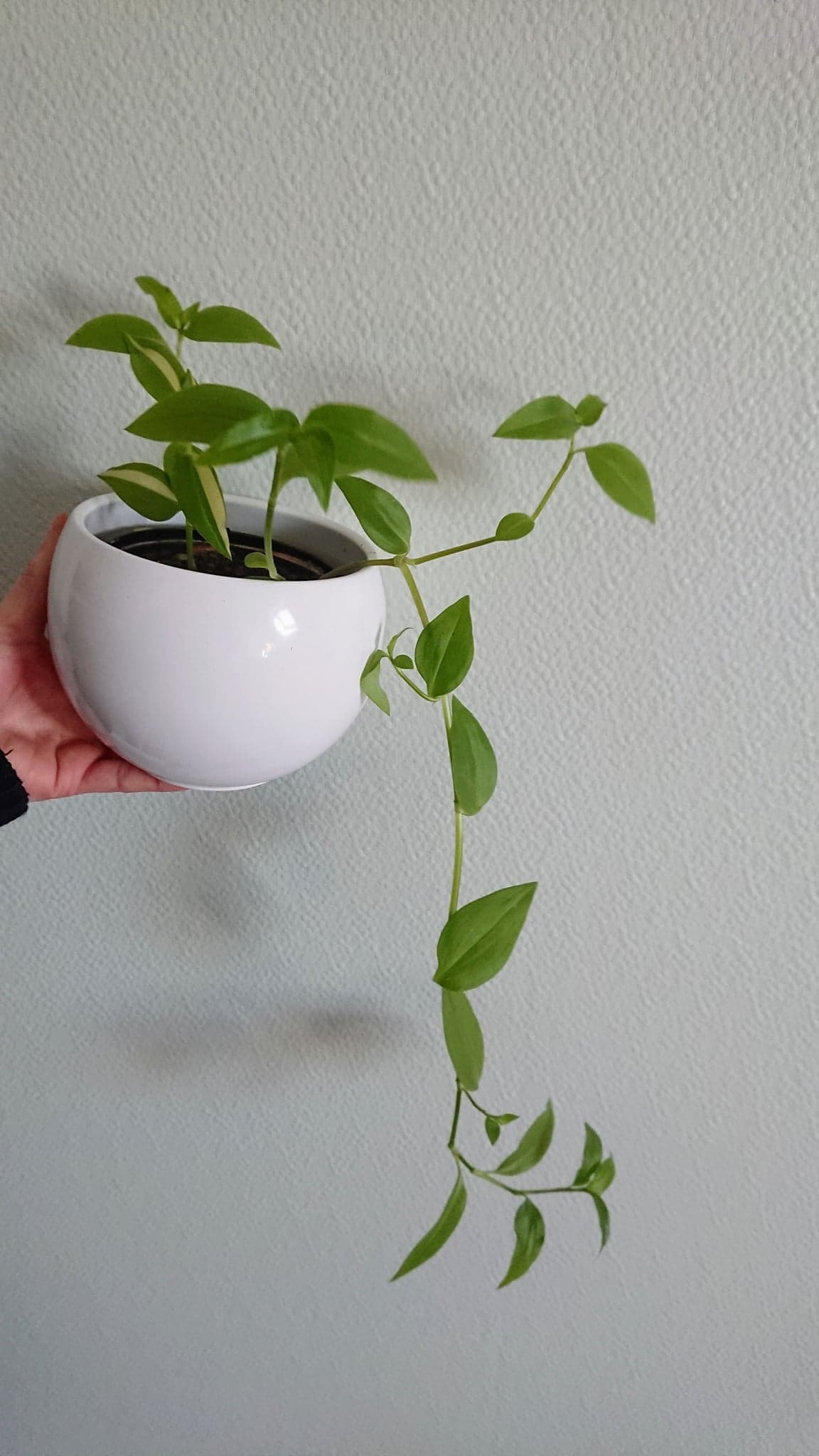 Annexe Plante vue face