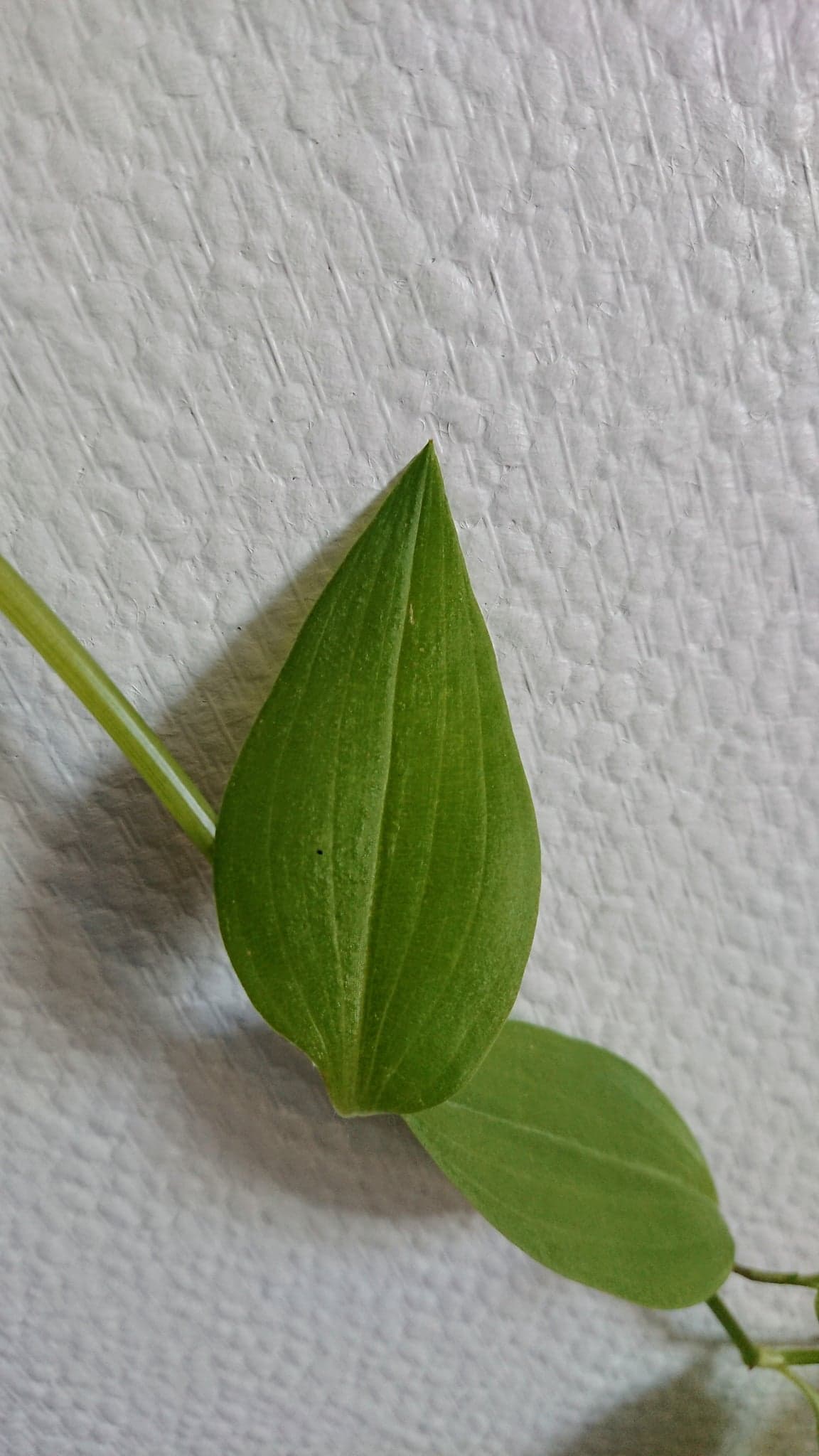 Annexe Plante vue feuille