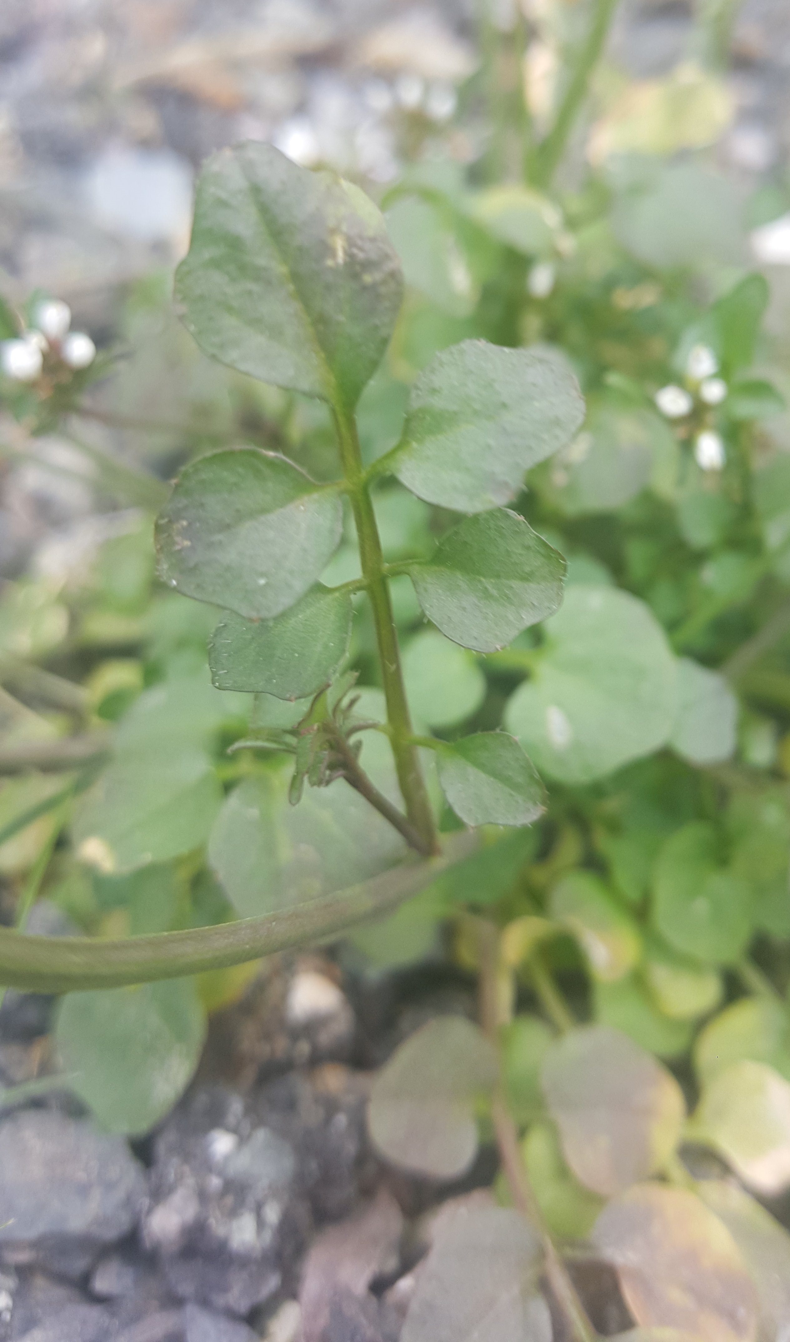 Annexe Feuille Cardamine.jpg