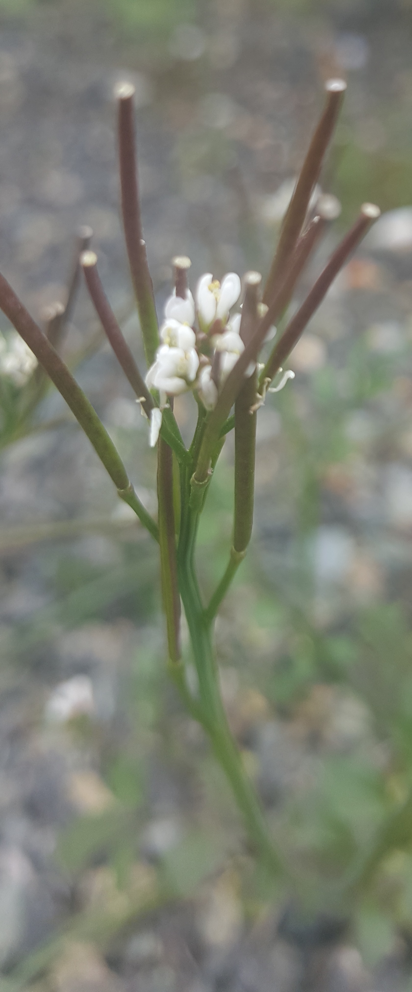 Annexe Fleur cardamine.jpg