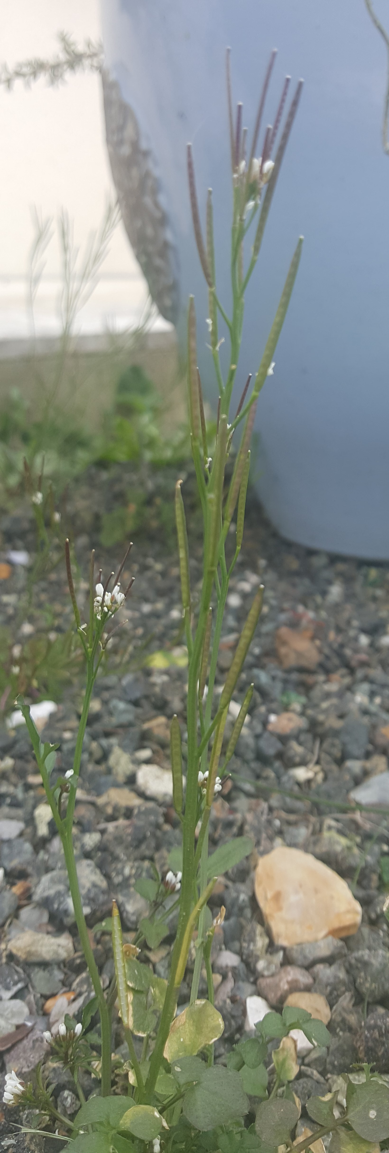 Annexe Tige cardamine (1).jpg