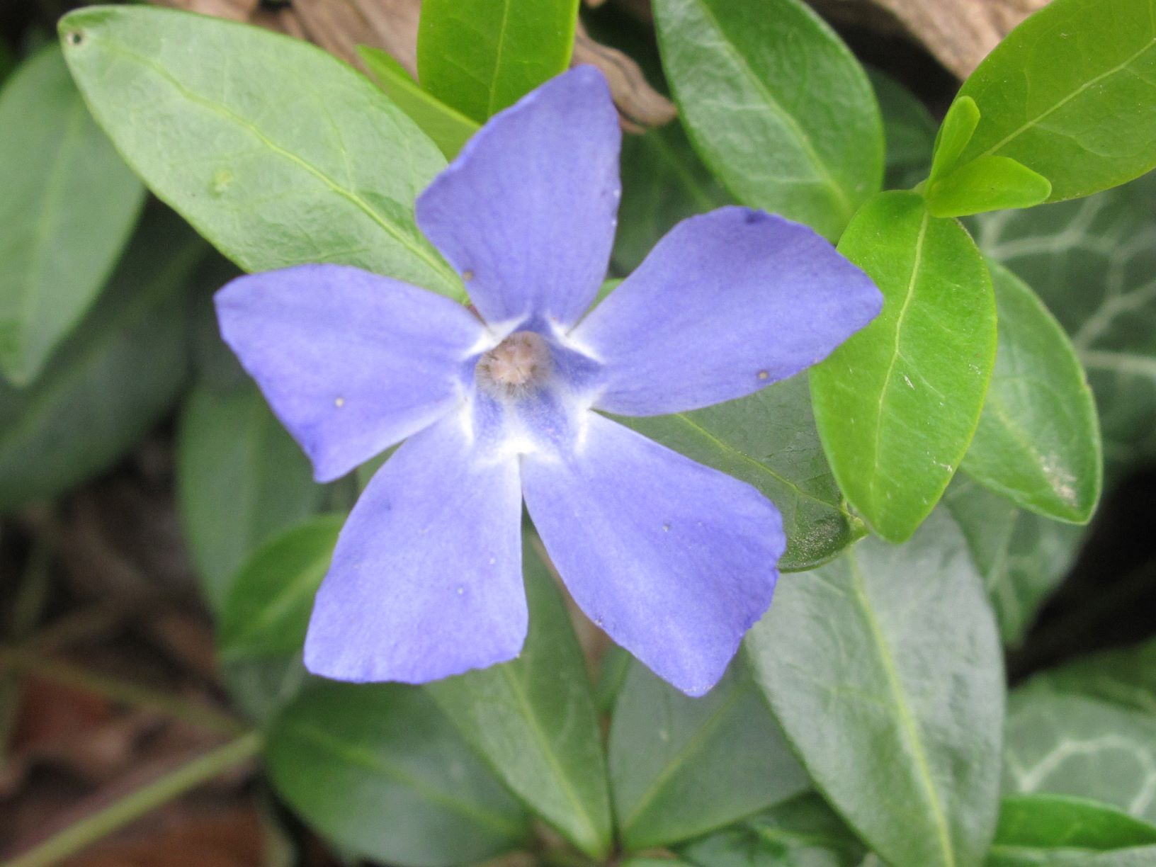 Annexe Vinca minor photo 1.JPG