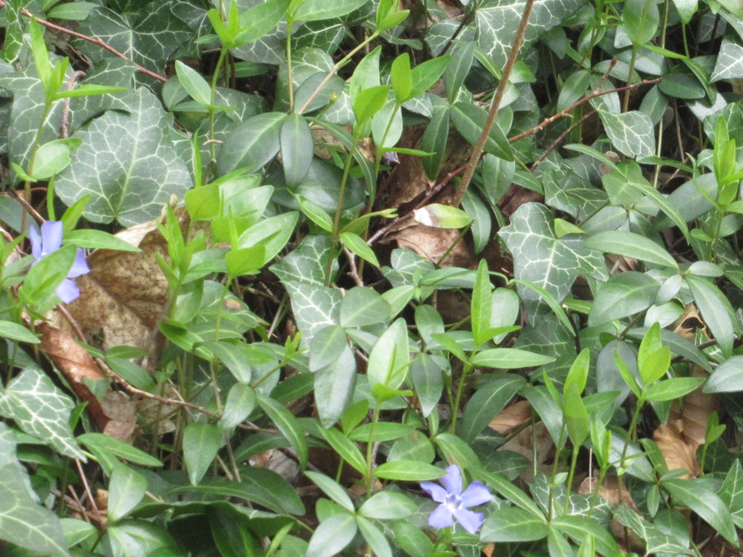 Annexe Vinca minor photo 2.jpg