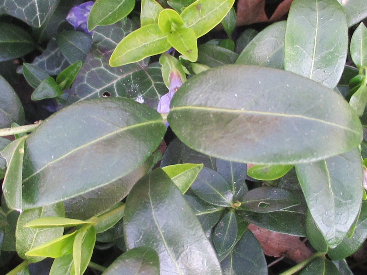 Annexe Vinca minor photo 3.jpg