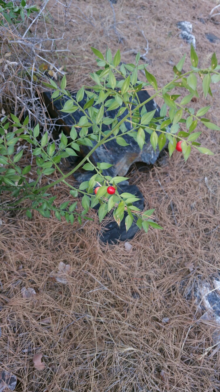 Annexe 20161002_171020_resized.jpg