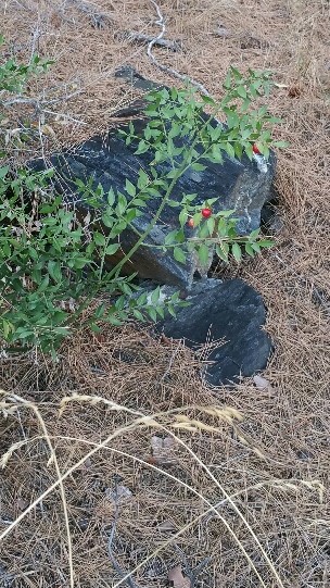 Annexe Ruscus plan densemble.jpg